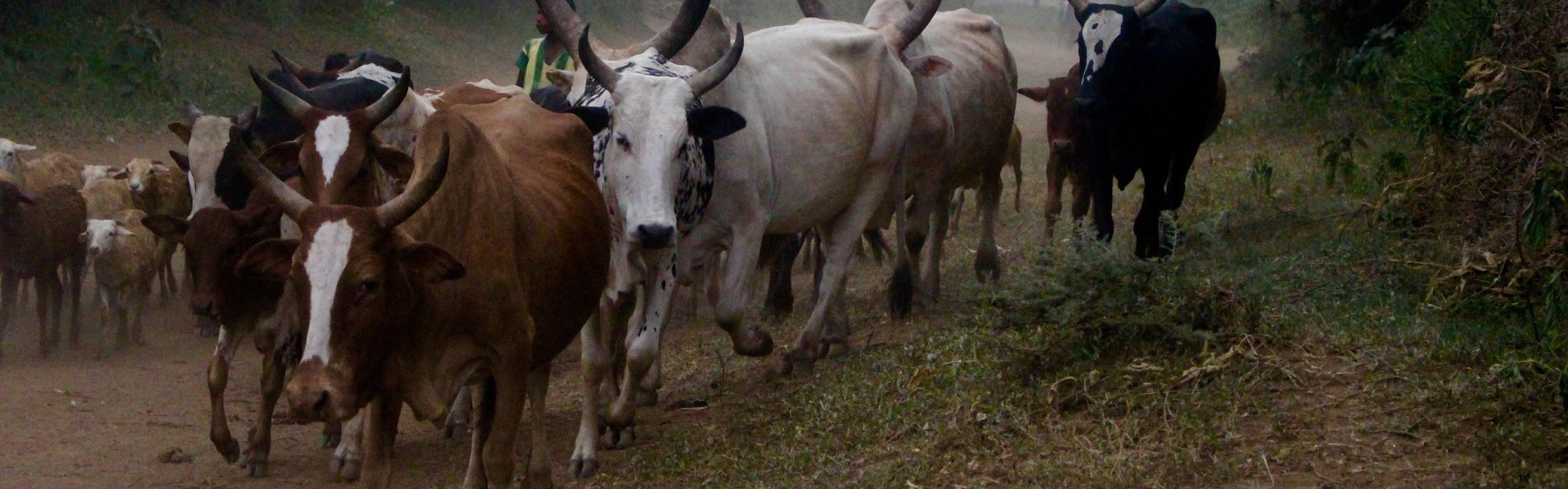 Livestock