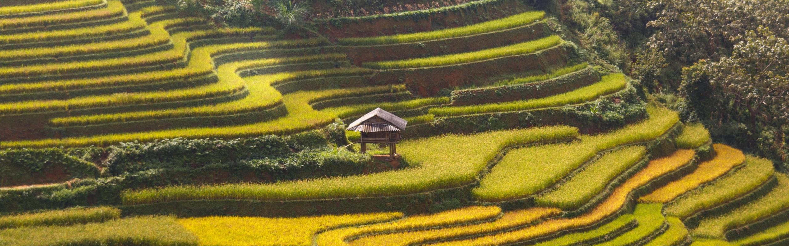 rice terraces