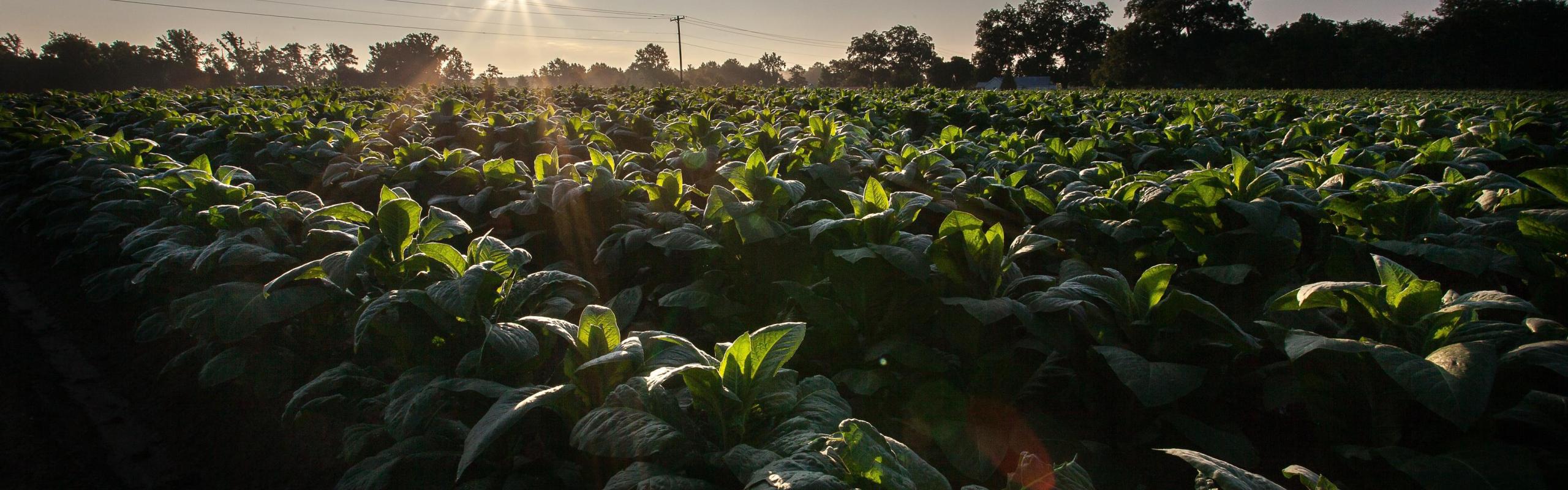 Field of crops 