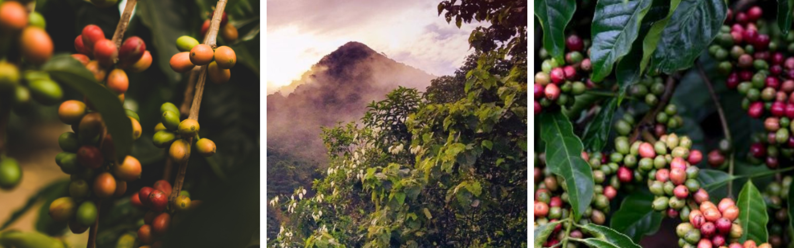 coffee crops